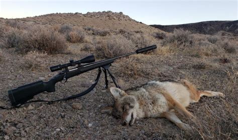 coyote hunting southern nevada