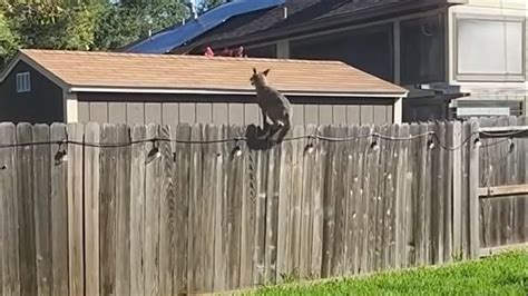 coyote jumping 8 foot fence
