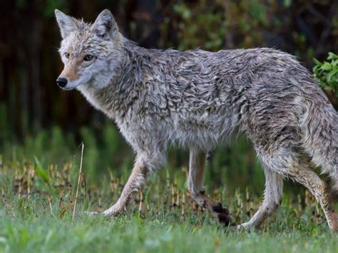 coyote kills cat in backyard