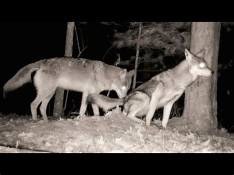 coyote mating season in maryland