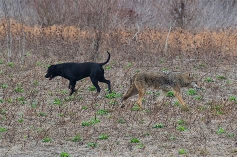 coyote mating with dog