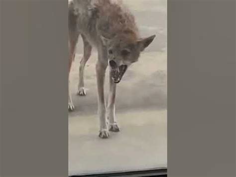 coyote nasty