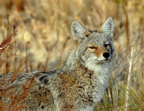 coyote new mexico