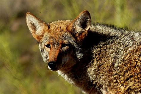 coyote problems in california