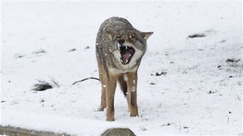 coyote problems in ontario