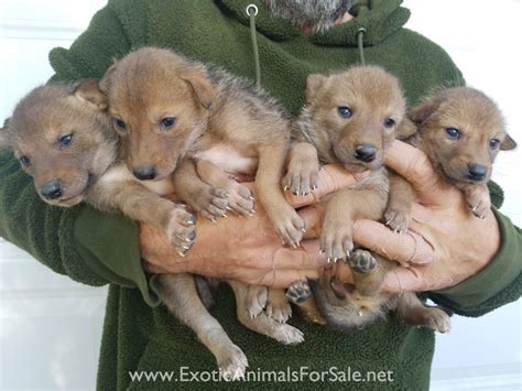 coyote puppies for sale