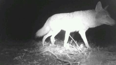 coyote season in oklahoma