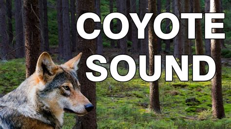 coyote sounds at night youtube