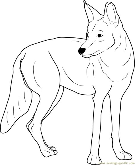 coyote supper coloring pages