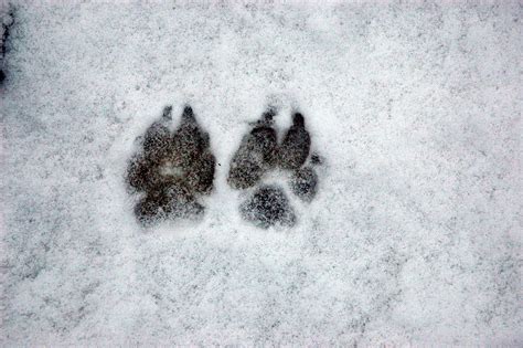 coyote tracks in the snow identification