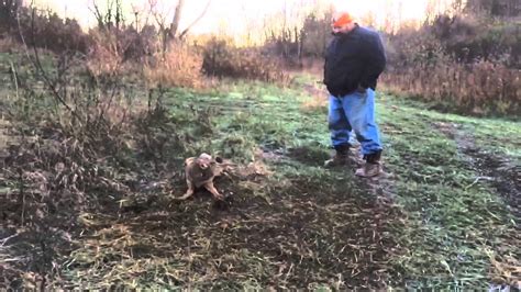 coyote trapping in pa