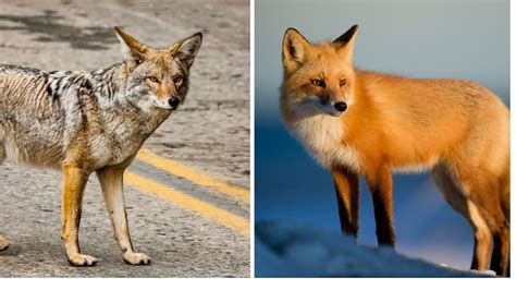 coyote versus fox pictures