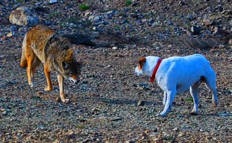 coyote vs dog who wins