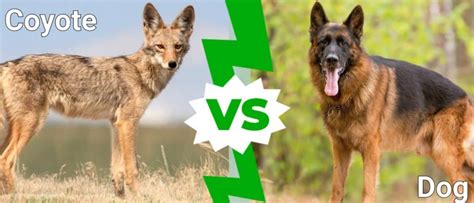 coyote vs wild dog