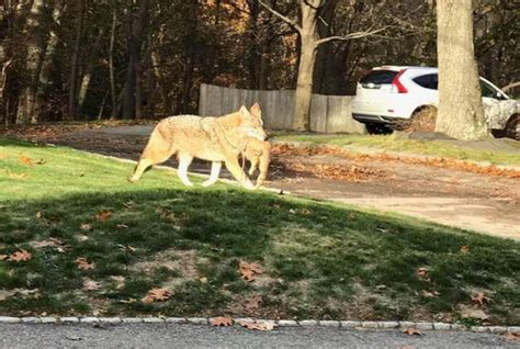 coyote with cat in mouth