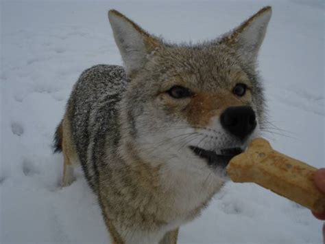 coyotes and human interaction