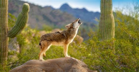 coyotes howling at night arizona