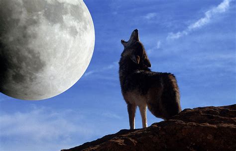 coyotes howling at the moon