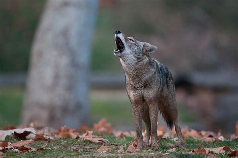 coyotes howling during the day