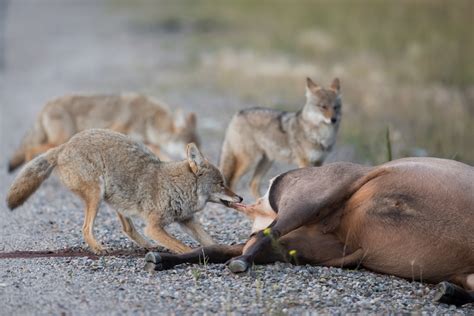 coyotes hunt deer