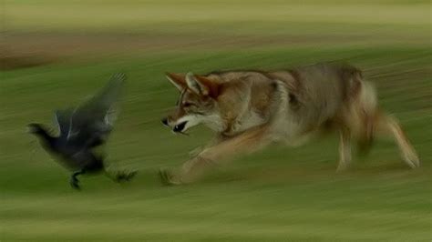 coyotes hunting prey