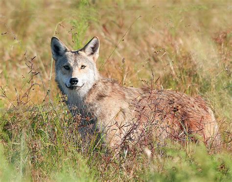 coyotes in central florida