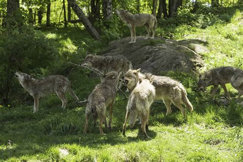 coyotes in central pa