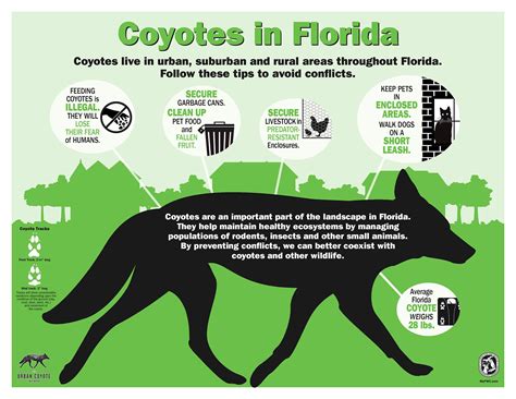 coyotes in florida map