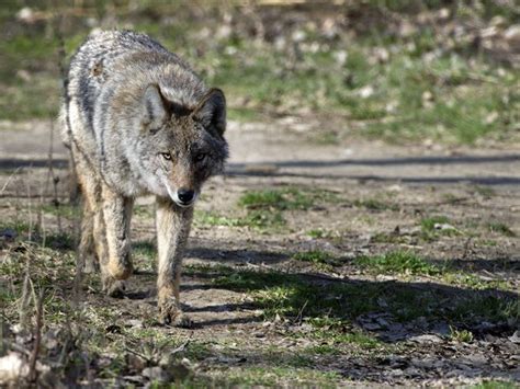 coyotes in london ontario