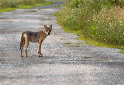 coyotes in maryland