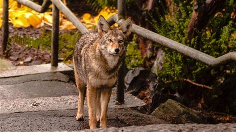 coyotes in myrtle beach