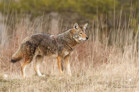 coyotes in northeast ohio