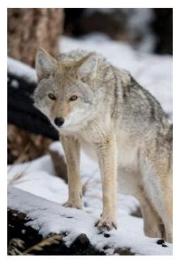 coyotes in ontario pictures