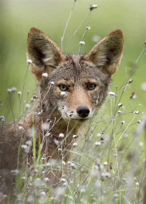 coyotes in sacramento county
