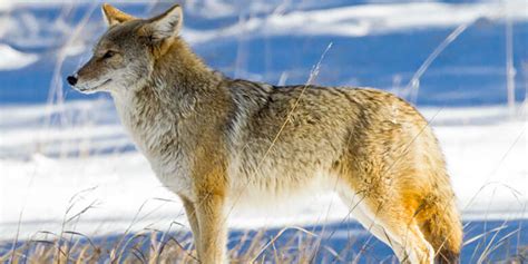 coyotes in south dakota