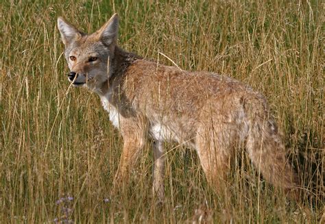 coyotes in texas