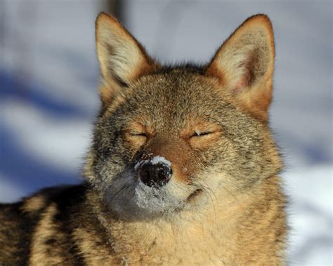 coyotes in vermont