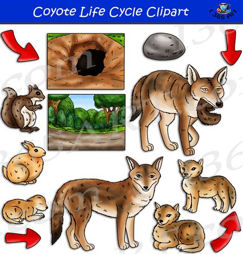 coyotes life cycle