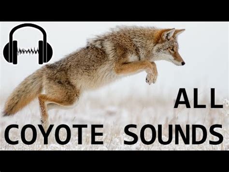 coyotes sounds they make