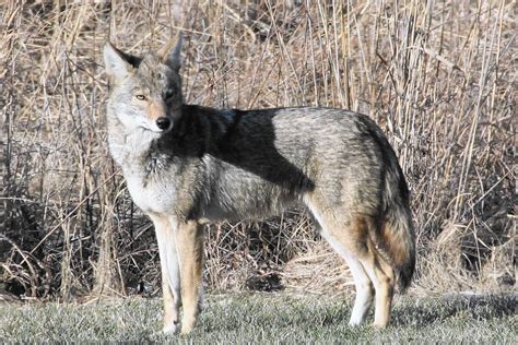 coyotes this time of year