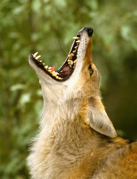 coyotes why do they howl at night