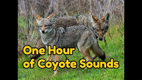 coyotes yipping at night sound