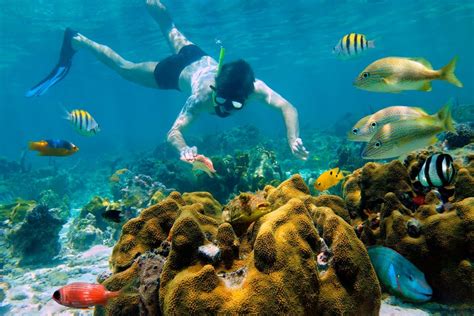 cozumel snorkel tours from playa del carmen