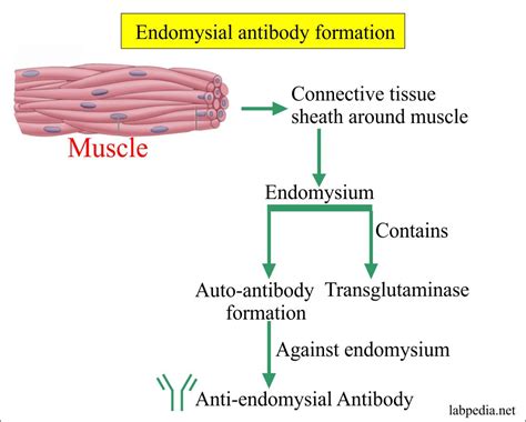 cpt code for endomysial antibody iga