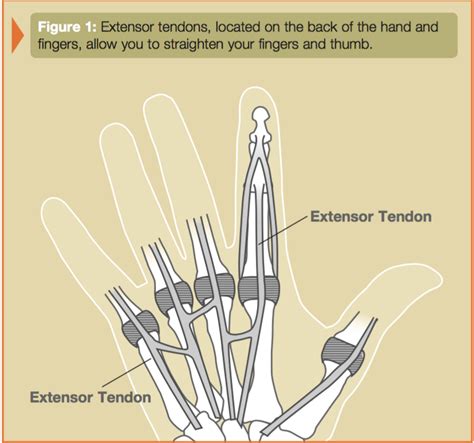 cpt code for repair extensor tendon finger