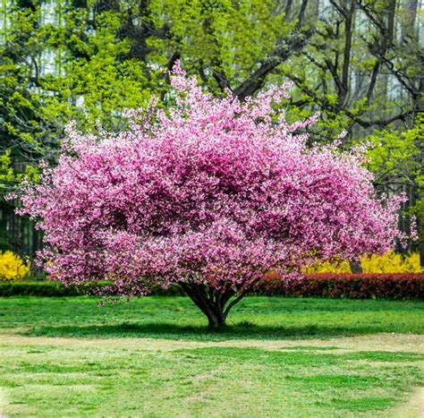 Crab Apple Height