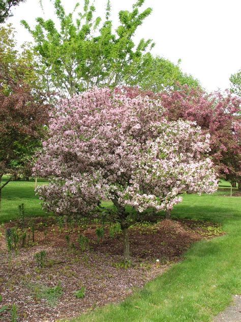 Crab Apple Tree