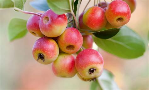 Crab Apple Tree Fruit