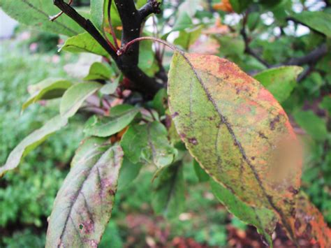 Crab Apple Tree Issues