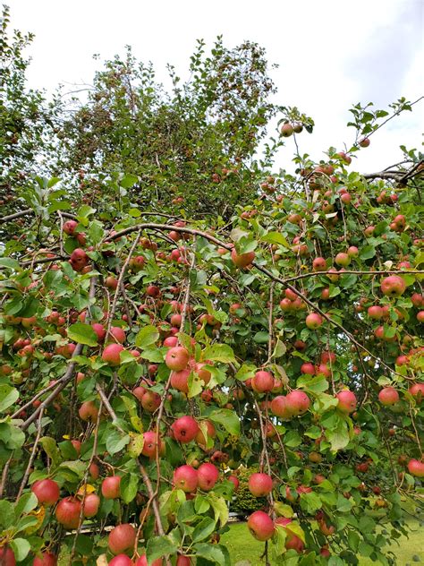Crab Apple Tree Texas